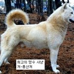 대한민국 <b>토종</b> 명견들 모음