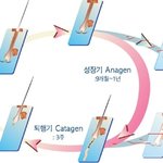 대처법 - <b>모발</b>의 주기와 남성형 탈모 알아두기(프로페시아,남성탈모)