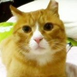고양이를 키우면서 감동받았던 사연