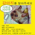 사례금 20만원 - 신림동 요크셔 <b>실종</b>했어요 (ㅠ.ㅠ)