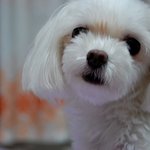 우리집강아지 콩 이에요 ^^ (사진有)