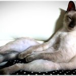 너무 이쁜 고양이 봉구 2탄!!(사진+동영상)