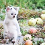 엽기&amp;귀엽 <b>동물사진</b>