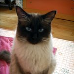 [찾았습니다] 우리 샤무를 보신 분 어디 안계시나요...ㅠ_ㅠ