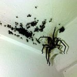 [<b>심약</b>자클릭금지]ㅜ_ㅜ 곱등이보다 더 무셔운놈 출현;; ㄷㄷ