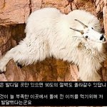 어떤 <b>절벽</b>이라도 오르는 산양