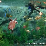 부산아쿠아리움 엿보기 및 상어먹이주기쇼 동영상!