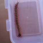 새벽3시 날 찾아온 그것 (사진有)