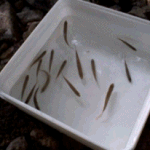 <b>맨손</b>으로물고기잡는일병내동생(사진有)