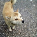 (<b>효자동</b>/옥인동)부국이를찾아요 ㅠㅠ!!!! 사진 있음