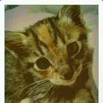 고양이분양해요~