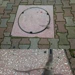 [사진有] 쥐가, 이렇게 죽었어요..ㅠㅠ