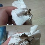 [사진] 이것이 곱등인가? 무엇인가 정체가