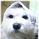 흰둥이 한복입혀 <b>찌짐</b>꿉기놀이