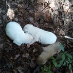 산속에 신생견을 데리고 왔어요