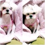 매력만점 우리 <b>포미</b>