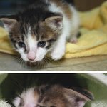 새끼 길고양이 데려왔어요..