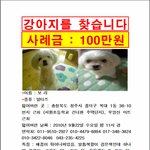 충북<b>청주</b>에서잃어버린저희애기를찾습니다