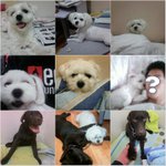 23살 남자. 강아지랑 퍼<b>피플</b>룩 입는 거 어떻게 생각하세요?