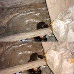 <b>내방</b>앞 창고에 도둑고양이가 새끼5마리 낳았어요