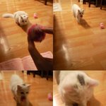 초절정 귀여움 개냥이 우리집 '두부'♥