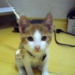 강릉 고양이<b>분양</b>해요 ~