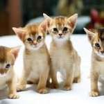 아기 고양이 vs 아기 진돗개