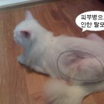 엄마와 인연이 있었던 죽을뻔한 길냥이