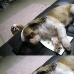 우리 강쥐표정어쩔; ㅎ