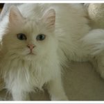 고양이의 표정이란 이런것!! 두얼굴의 고양이~