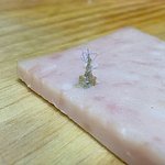 '<b>청정원</b> 런x미트(햄)'에서 이물질이 나왔습니다.