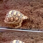 레오<b>파드</b> 거북이를 키우는분들께..