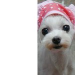 미소녀 강아지