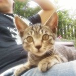 길고양이 <b>리오</b>