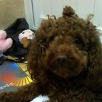 저희집 강아지는 제가 싫은가봐요
