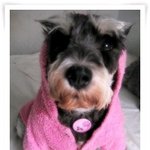 반려동물 인식표(이름표) 무료<b>배포</b>합니다