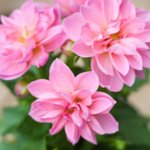 <b>꽃병</b>을 사용할때 !