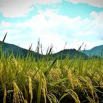 주가가 <b>연중</b> 최고치를 또 경신하였습니다. ^^