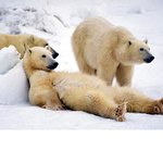 남자친구가 나무늘보마냥 너무 게을러서 탈입니다..