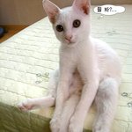 울 <b>아롱이</b>