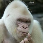 희귀한 <b>돌연변이</b>, 알비노 동물들