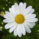 우리나라 <b>토종</b> 꽃 구절초 꽃에 대해 아시나요??