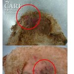 홍대 제2캠퍼스 개학남 <애견학<b>대범</b>>