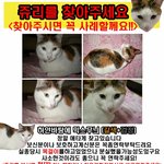 ■고양이를찾습니다.제발클릭한번만해주세요■