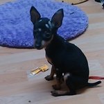 개판) 재미없는 우리 미니핀 <b>보리</b>이야기!(스압)