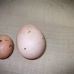 삶은...<b>달걀</b>같네요 어떻게생각하시나요?