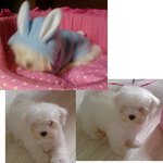 우리집 똥깡<b>아지</b>들을 소개합니당