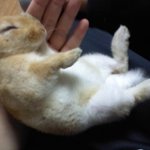 손바닥에서잠자는<b>토끼</b>따라해봣어요~!!!!