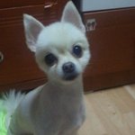 강아지똥을 모르고 세탁기로 돌린 우리집
