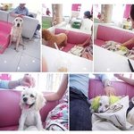 <b>애견</b>까페에서! 강아지들이랑~~~